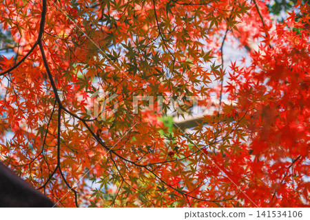 [Bishamondo Monzeki] The entire area is dyed a vibrant red by the colorful autumn leaves. 141534106