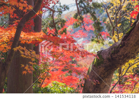 [Bishamondo Monzeki] The entire area is dyed a vibrant red by the colorful autumn leaves. 141534118