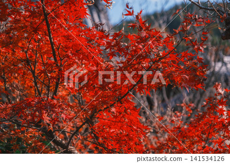 [Bishamondo Monzeki] The entire area is dyed a vibrant red by the colorful autumn leaves. 141534126
