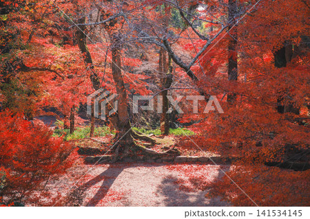 [Bishamondo Monzeki] The entire area is dyed a vibrant red by the colorful autumn leaves. 141534145