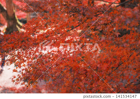 [Bishamondo Monzeki] The entire area is dyed a vibrant red by the colorful autumn leaves. 141534147