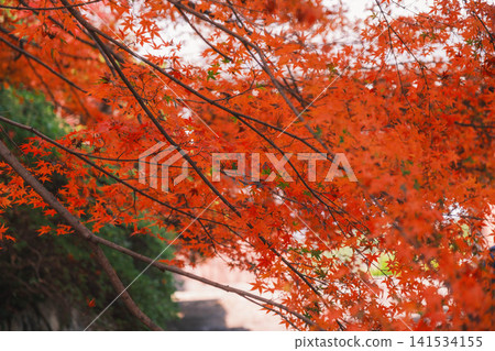 [Bishamondo Monzeki] The entire area is dyed a vibrant red by the colorful autumn leaves. 141534155