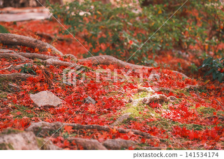 [Bishamondo Monzeki] The entire area is dyed a vibrant red by the colorful autumn leaves. 141534174