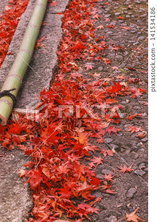 [Bishamondo Monzeki] The entire area is dyed a vibrant red by the colorful autumn leaves. 141534186