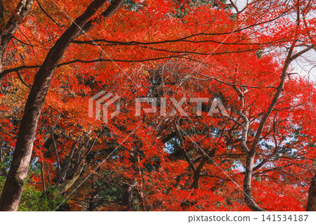 [Bishamondo Monzeki] The entire area is dyed a vibrant red by the colorful autumn leaves. 141534187