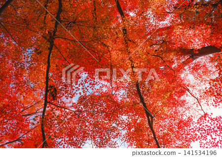 [Bishamondo Monzeki] The entire area is dyed a vibrant red by the colorful autumn leaves. 141534196
