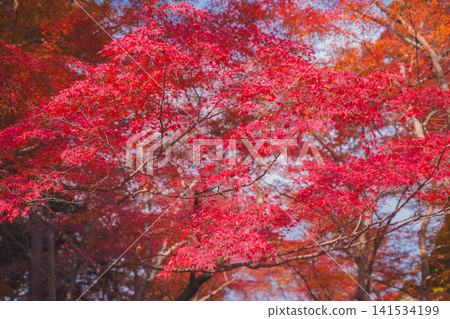 [Bishamondo Monzeki] The entire area is dyed a vibrant red by the colorful autumn leaves. 141534199