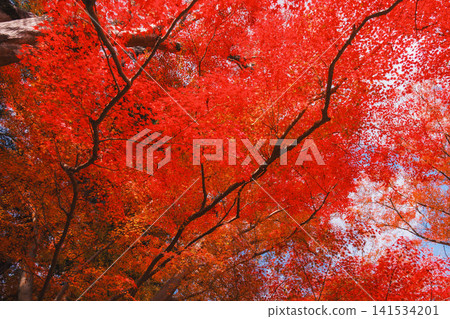 [Bishamondo Monzeki] The entire area is dyed a vibrant red by the colorful autumn leaves. 141534201