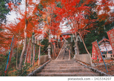 [Bishamondo Monzeki] The entire area is dyed a vibrant red by the colorful autumn leaves. 141534207