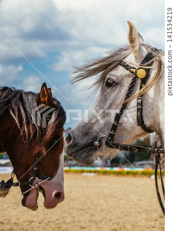 Horses Close-Up with Bridles in Outdoor Equestrian Arena Horses Close-Up with Bridles in Outdoor Equestrian Arena 141534219