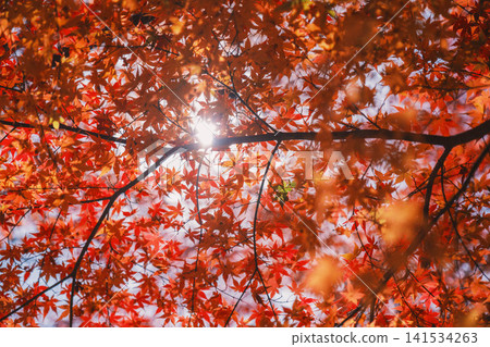 [Bishamondo Monzeki] The entire area is dyed a vibrant red by the colorful autumn leaves. 141534263