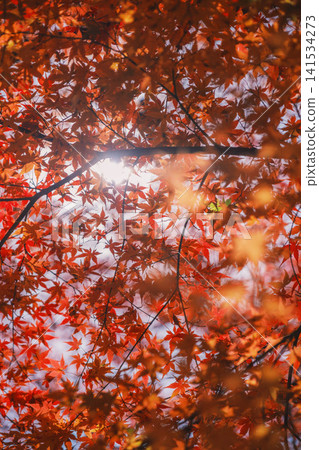 [Bishamondo Monzeki] The entire area is dyed a vibrant red by the colorful autumn leaves. 141534273