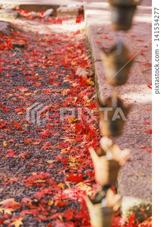 [Bishamondo Monzeki] The entire area is dyed a vibrant red by the colorful autumn leaves. 141534277
