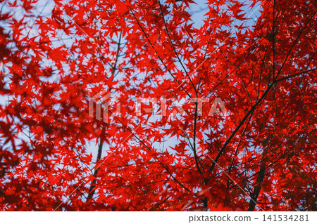 [Bishamondo Monzeki] The entire area is dyed a vibrant red by the colorful autumn leaves. 141534281