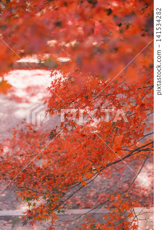 [Bishamondo Monzeki] The entire area is dyed a vibrant red by the colorful autumn leaves. 141534282