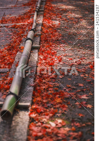 [Bishamondo Monzeki] The entire area is dyed a vibrant red by the colorful autumn leaves. 141534287