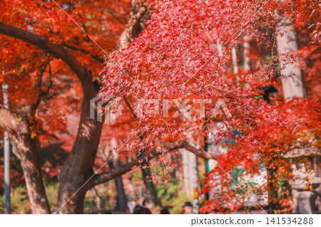 [Bishamondo Monzeki] The entire area is dyed a vibrant red by the colorful autumn leaves. 141534288