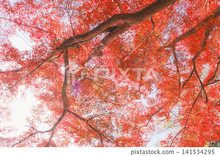 [Bishamondo Monzeki] The entire area is dyed a vibrant red by the colorful autumn leaves. 141534295