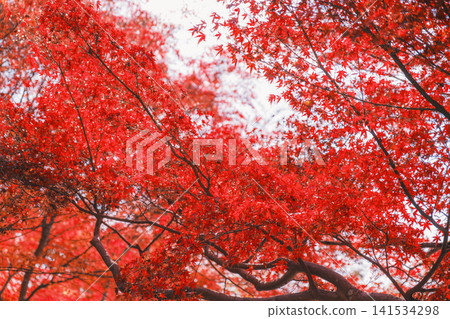 [Bishamondo Monzeki] The entire area is dyed a vibrant red by the colorful autumn leaves. 141534298