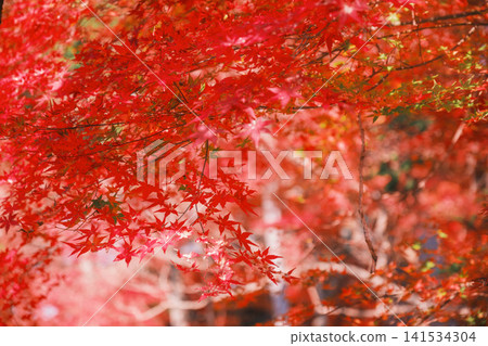 [Bishamondo Monzeki] The entire area is dyed a vibrant red by the colorful autumn leaves. 141534304