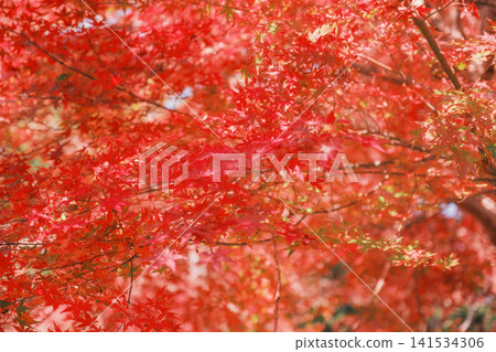 [Bishamondo Monzeki] The entire area is dyed a vibrant red by the colorful autumn leaves. 141534306