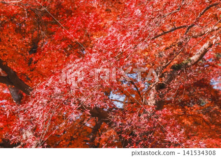 [Bishamondo Monzeki] The entire area is dyed a vibrant red by the colorful autumn leaves. 141534308