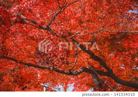 [Bishamondo Monzeki] The entire area is dyed a vibrant red by the colorful autumn leaves. 141534310