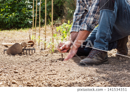 Planting tomato seedlings in the ground by hand. Agriculture. Planting tomato seedlings in the ground by hand. Agriculture. 141534351
