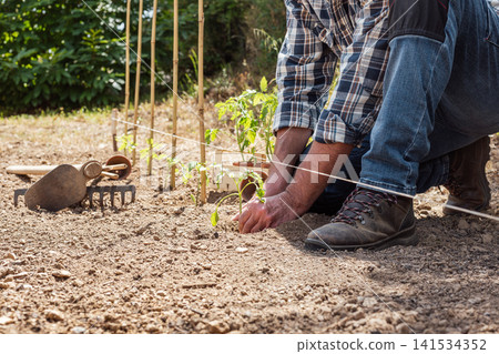 Planting tomato seedlings in the ground by hand. Agriculture. Planting tomato seedlings in the ground by hand. Agriculture. 141534352