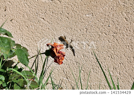 Small Lizard on Textured Wall Next to Withered Orange Rose. 141534429