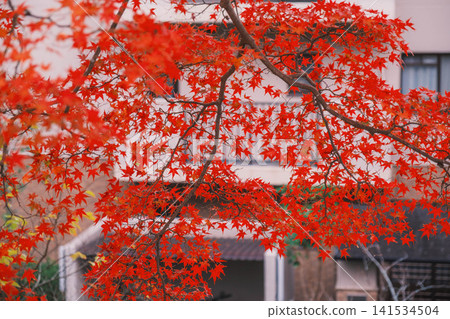 [Lake Biwa Canal] Beautiful autumn leaves paint the entire area in vibrant colors. A hidden gem for viewing autumn leaves in Kyoto. 141534504