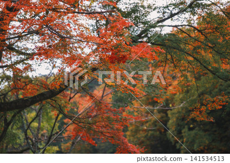 [Lake Biwa Canal] Beautiful autumn leaves paint the entire area in vibrant colors. A hidden gem for viewing autumn leaves in Kyoto. 141534513