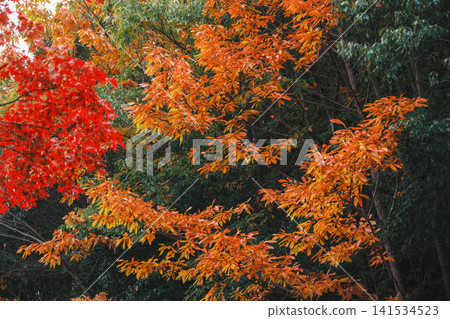 [Lake Biwa Canal] Beautiful autumn leaves paint the entire area in vibrant colors. A hidden gem for viewing autumn leaves in Kyoto. 141534523