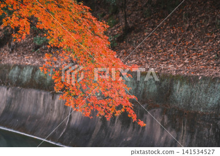 [Lake Biwa Canal] Beautiful autumn leaves paint the entire area in vibrant colors. A hidden gem for viewing autumn leaves in Kyoto. 141534527