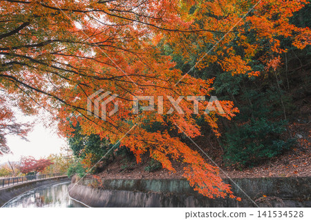 [Lake Biwa Canal] Beautiful autumn leaves paint the entire area in vibrant colors. A hidden gem for viewing autumn leaves in Kyoto. 141534528