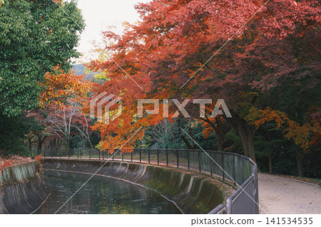 【琵琶湖運河】美麗的秋葉將整個地區裝飾成絢麗多彩的景象。這是京都一處鮮為人知的賞楓勝地。 【琵琶湖運河】美麗的秋葉將整個地區裝飾成絢麗多彩的景象。這是京都一處鮮為人知的賞楓勝地。 141534535