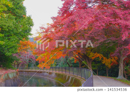 【琵琶湖運河】美麗的秋葉將整個地區裝飾成絢麗多彩的景象。這是京都一處鮮為人知的賞楓勝地。 【琵琶湖運河】美麗的秋葉將整個地區裝飾成絢麗多彩的景象。這是京都一處鮮為人知的賞楓勝地。 141534536