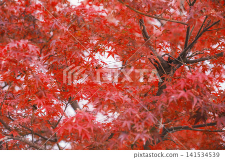 [Lake Biwa Canal] Beautiful autumn leaves paint the entire area in vibrant colors. A hidden gem for viewing autumn leaves in Kyoto. 141534539