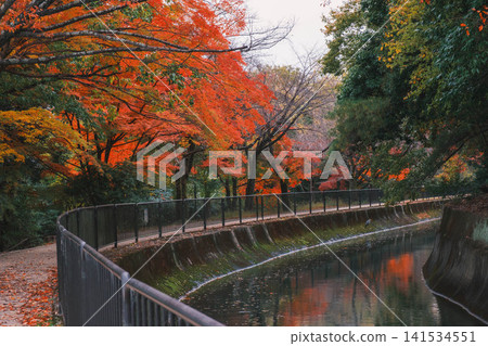 【琵琶湖運河】美麗的秋葉將整個地區裝飾成絢麗多彩的景象。這是京都一處鮮為人知的賞楓勝地。 【琵琶湖運河】美麗的秋葉將整個地區裝飾成絢麗多彩的景象。這是京都一處鮮為人知的賞楓勝地。 141534551