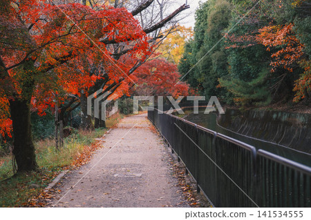 [Lake Biwa Canal] Beautiful autumn leaves paint the entire area in vibrant colors. A hidden gem for viewing autumn leaves in Kyoto. 141534555