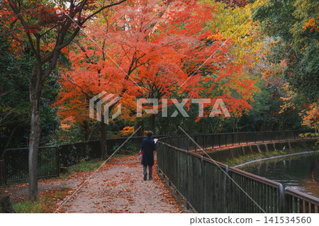 [Lake Biwa Canal] Beautiful autumn leaves paint the entire area in vibrant colors. A hidden gem for viewing autumn leaves in Kyoto. 141534560