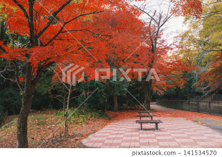 [Lake Biwa Canal] Beautiful autumn leaves paint the entire area in vibrant colors. A hidden gem for viewing autumn leaves in Kyoto. 141534570