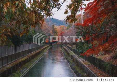 【琵琶湖運河】美麗的秋葉將整個地區裝飾成絢麗多彩的景象。這是京都一處鮮為人知的賞楓勝地。 【琵琶湖運河】美麗的秋葉將整個地區裝飾成絢麗多彩的景象。這是京都一處鮮為人知的賞楓勝地。 141534574