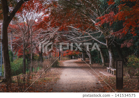 【琵琶湖運河】美麗的秋葉將整個地區裝飾成絢麗多彩的景象。這是京都一處鮮為人知的賞楓勝地。 【琵琶湖運河】美麗的秋葉將整個地區裝飾成絢麗多彩的景象。這是京都一處鮮為人知的賞楓勝地。 141534575