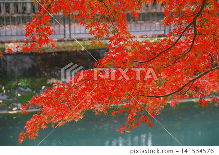 【琵琶湖運河】美麗的秋葉將整個地區裝飾成絢麗多彩的景象。這是京都一處鮮為人知的賞楓勝地。 【琵琶湖運河】美麗的秋葉將整個地區裝飾成絢麗多彩的景象。這是京都一處鮮為人知的賞楓勝地。 141534576