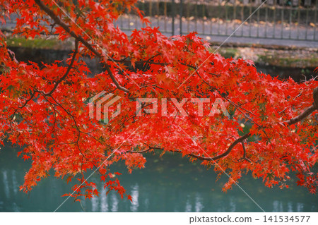 【琵琶湖運河】美麗的秋葉將整個地區裝飾成絢麗多彩的景象。這是京都一處鮮為人知的賞楓勝地。 【琵琶湖運河】美麗的秋葉將整個地區裝飾成絢麗多彩的景象。這是京都一處鮮為人知的賞楓勝地。 141534577