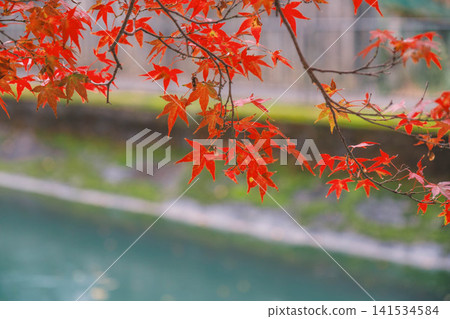 [Lake Biwa Canal] Beautiful autumn leaves paint the entire area in vibrant colors. A hidden gem for viewing autumn leaves in Kyoto. 141534584