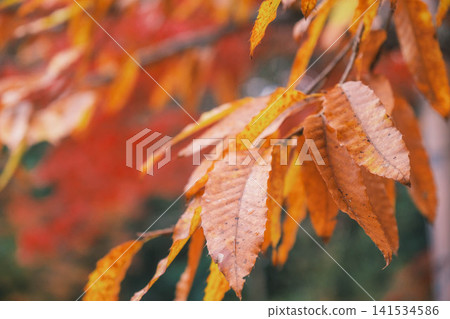 [Lake Biwa Canal] Beautiful autumn leaves paint the entire area in vibrant colors. A hidden gem for viewing autumn leaves in Kyoto. 141534586