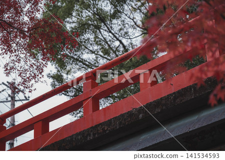 【琵琶湖運河】美麗的秋葉將整個地區裝飾成絢麗多彩的景象。這是京都一處鮮為人知的賞楓勝地。 141534593