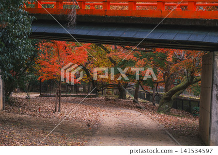【琵琶湖運河】美麗的秋葉將整個地區裝飾成絢麗多彩的景象。這是京都一處鮮為人知的賞楓勝地。 【琵琶湖運河】美麗的秋葉將整個地區裝飾成絢麗多彩的景象。這是京都一處鮮為人知的賞楓勝地。 141534597